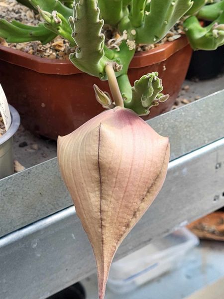 Stapelia gigantea